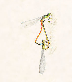 Mating Aurora bluetails 
Tiny, yet nevertheless stunning little damselflies. Body length just 30 mm.  Aurora bluetail,Australia,Coenagrionidae,Geotagged,Golden Dartlet,Ischnura aurora,Odonata,arthropod,damselfly,damselfly copulation,fauna,insect,invertebrate,mating damselflies,spring