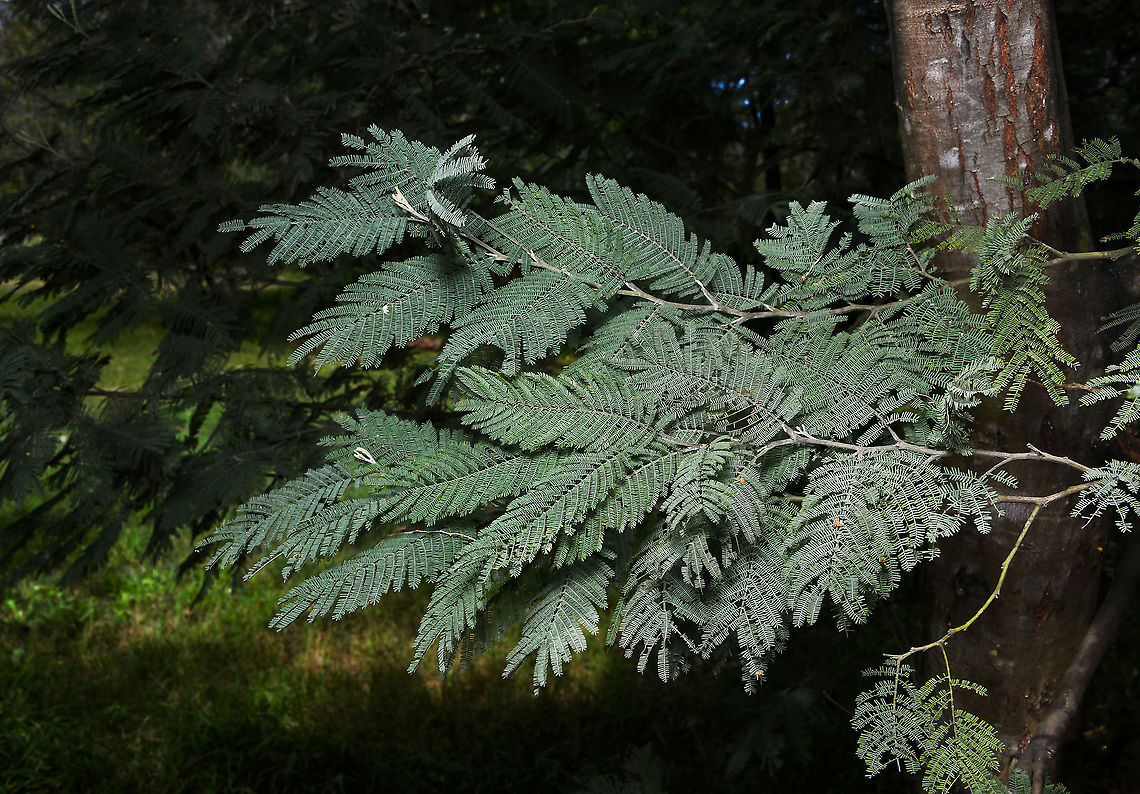 Acacia dealbata Occurring in NSW, Victoria and Tasmania - commonly known as silver wattle, this species develops into a medium-sized tree that can reach a height of 30 metres. The bark is smooth, grey-brown and becomes fissured with age. The bipinnate foliage is bluish-grey and together with the whitish appearance of the branchlets gives the species its common name. The bright yellow flowers are held in globular clusters with up to 35 flowers in each cluster. The tree blooms from late winter to spring. Acacia dealbata,Australia,Fabaceae,Fabales,Geotagged,blue wattle,botany,flora,foliage,new south wales,plant,silver wattle,spring,tree