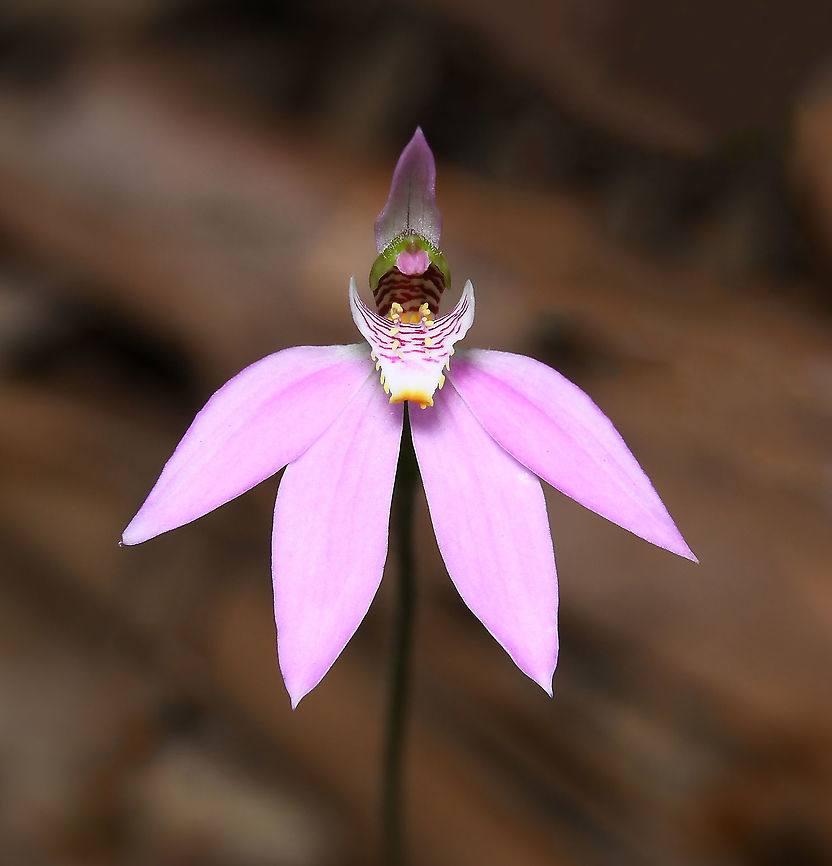 Tiny pink fingers forest orchid With a flower of just 20 mm diameter, these native orchids are exquisite. <br />
<br />
Found in the east of this country, as its name suggests, the flowers are pink, although some plants bear almost white flowers. At times, they have a light, sweet fragrance.<br />
<br />
Caladenia carnea grows in heathland, woodland and dry forest.<br />
<br />
Height 20 cm.   Asparagales,Australia,Caladenia carnea,Diurideae,Geotagged,Macro,Orchidaceae,Orchidoideae,Pink Flowers,Pink fingers orchid,botany,flora,new south wales,plant,spring