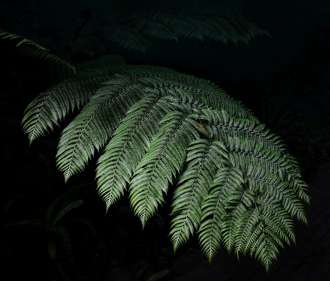 Giant forest fern glow How beautiful these fern fronds and what an impressive size - easily 1.5 m in length. The fern itself was very tall. I am assuming it is an Australian native, seen in eucalyptus forest setting. Still working on an ID. Australia,Cyatheales,Flora,Geotagged,Giant fern,Polypodiopsida,botany,fern,fern frond,new south wales,plant,spring,tree fern