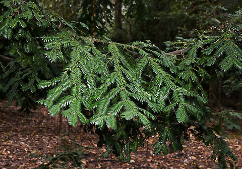 Mount Spurgeon black kauri pine 
Found only in this country, the genus has just nine species. The distribution is rare with plants only found growing naturally on the granite-derived soils of Mount Spurgeon and Mount Lewis in Queensland at elevations of 1000-1200 m. Seen here in a botanic garden, Prumnopitys ladei has been included in the Rare or Threatened Australian Plants (ROTAP) list, only occurring naturally in an even smaller localised area called Atherton Tablelands, south of Mount Spurgeon.

Growing to a height of 10 m. Foliage is glossy-green, stiff and fern-like with leaves approximately 2 cm in length and borne in two rows along the horizontal stems. Male and female cones are borne on separate plants.

https://www.jungledragon.com/image/101280/mount_spurgeon_black_kauri_pine.html Australia,Flora,Geotagged,Mount Spurgeon black kauri pine,Pinales,Podocarpaceae,Prumnopitys ladei,Tree,botany,new south wales,plant,spring