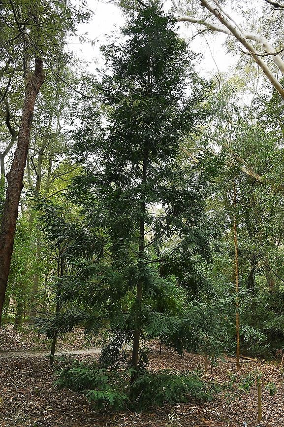 Mount Spurgeon black kauri pine <br />
Found only in this country, the genus has just nine species. The distribution is rare with plants only found growing naturally on the granite-derived soils of Mount Spurgeon and Mount Lewis in Queensland at elevations of 1000-1200 m. Seen here in a botanic garden, Prumnopitys ladei has been included in the Rare or Threatened Australian Plants (ROTAP) list, only occurring naturally in an even smaller localised area called Atherton Tablelands, south of Mount Spurgeon.<br />
<br />
Growing to a height of 10 m. Foliage is glossy-green, stiff and fern-like with leaves approximately 2 cm in length and borne in two rows along the horizontal stems. Male and female cones are borne on separate plants.<br />
<br />
<figure class="photo"><a href="https://www.jungledragon.com/image/101279/mount_spurgeon_black_kauri_pine.html" title="Mount Spurgeon black kauri pine"><img src="https://s3.amazonaws.com/media.jungledragon.com/images/3314/101279_thumb.jpg?AWSAccessKeyId=05GMT0V3GWVNE7GGM1R2&Expires=1759968010&Signature=0F0hr5ZA9WyK1zHat1qIc24RCyo%3D" width="200" height="140" alt="Mount Spurgeon black kauri pine <br />
Found only in this country, the genus has just nine species. The distribution is rare with plants only found growing naturally on the granite-derived soils of Mount Spurgeon and Mount Lewis in Queensland at elevations of 1000-1200 m. Seen here in a botanic garden, Prumnopitys ladei has been included in the Rare or Threatened Australian Plants (ROTAP) list, only occurring naturally in an even smaller localised area called Atherton Tablelands, south of Mount Spurgeon.<br />
<br />
Growing to a height of 10 m. Foliage is glossy-green, stiff and fern-like with leaves approximately 2 cm in length and borne in two rows along the horizontal stems. Male and female cones are borne on separate plants.<br />
<br />
https://www.jungledragon.com/image/101280/mount_spurgeon_black_kauri_pine.html Australia,Flora,Geotagged,Mount Spurgeon black kauri pine,Pinales,Podocarpaceae,Prumnopitys ladei,Tree,botany,new south wales,plant,spring" /></a></figure><br />
 Australia,Flora,Geotagged,Mount Spurgeon black kauri pine,Pinales,Podocarpaceae,Prumnopitys ladei,Tree,botany,new south wales,plant,spring