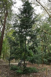 Mount Spurgeon black kauri pine 
Found only in this country, the genus has just nine species. The distribution is rare with plants only found growing naturally on the granite-derived soils of Mount Spurgeon and Mount Lewis in Queensland at elevations of 1000-1200 m. Seen here in a botanic garden, Prumnopitys ladei has been included in the Rare or Threatened Australian Plants (ROTAP) list, only occurring naturally in an even smaller localised area called Atherton Tablelands, south of Mount Spurgeon.

Growing to a height of 10 m. Foliage is glossy-green, stiff and fern-like with leaves approximately 2 cm in length and borne in two rows along the horizontal stems. Male and female cones are borne on separate plants.

https://www.jungledragon.com/image/101279/mount_spurgeon_black_kauri_pine.html
 Australia,Flora,Geotagged,Mount Spurgeon black kauri pine,Pinales,Podocarpaceae,Prumnopitys ladei,Tree,botany,new south wales,plant,spring
