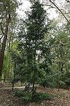 Mount Spurgeon black kauri pine <br />
Found only in this country, the genus has just nine species. The distribution is rare with plants only found growing naturally on the granite-derived soils of Mount Spurgeon and Mount Lewis in Queensland at elevations of 1000-1200 m. Seen here in a botanic garden, Prumnopitys ladei has been included in the Rare or Threatened Australian Plants (ROTAP) list, only occurring naturally in an even smaller localised area called Atherton Tablelands, south of Mount Spurgeon.<br />
<br />
Growing to a height of 10 m. Foliage is glossy-green, stiff and fern-like with leaves approximately 2 cm in length and borne in two rows along the horizontal stems. Male and female cones are borne on separate plants.<br />
<br />
https://www.jungledragon.com/image/101279/mount_spurgeon_black_kauri_pine.html<br />
 Australia,Flora,Geotagged,Mount Spurgeon black kauri pine,Pinales,Podocarpaceae,Prumnopitys ladei,Tree,botany,new south wales,plant,spring