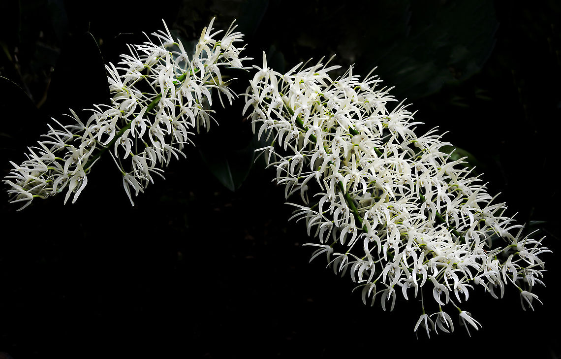 Australian native rock orchid <br />
Dendrobium is a large genus of orchids spread throughout Asia and the Pacific. We have 56 species here in Australia, found along our east coast from Northern Queensland to south-eastern Victoria living both as lithophytes or epiphytes. <br />
<br />
There are usually 2 to 5 thick leaves at the top of each pseudobulb. Flowers occur on long stems measuring up to 80 cm in large clusters which may consist of over 100 flowers per stem. They are usually pure white to creamy yellow with purple dots on the labellum. Flowers are seen from late winter to spring. Asparagales,Australia,Australian native rock orchid,Dendrobiinae,Dendrobium speciosum,Epidendroideae,Flora,Geotagged,Orchidaceae,botany,new south wales,orchid,plant,spring,white flowers