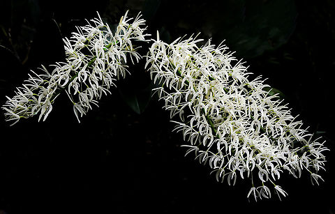 Sydney Rock Orchid