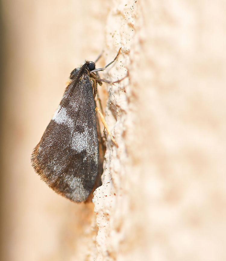 Marbled footman moth A tiny moth of length 10 mm. The bipectinate antennae can be seen here on this male.  Anestia semiochrea,Arctiinae,Australia,Erebidae,Geotagged,Lichen Moth,Lithosiini,Macro,Marbled Footman moth,Moth,arthropod,fauna,insect,invertebrate,new south wales,spring