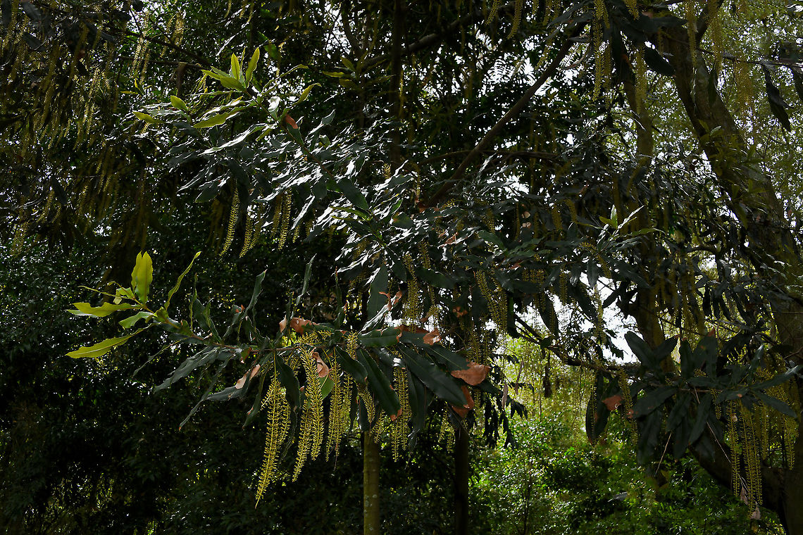 Australian Bauple nut tree Growing to 18 metres, the bauple nut tree is a large native rainforest tree native to southern Queensland and northern New South Wales here in Australia. Leaves are leathery, glossy, long and narrow with serrated edges. Come spring and in to summer it produces panicles of creamy/yellow flowers that hang down. These then turn to edible nuts that take up to 9 months to mature. <br />
<br />
Common names also used are macadamia nut, rough shelled Queensland nut, rough shelled bush nut and prickly macadamia. The macadamia is the only Australian native plant that has been commercialised and now grows<br />
in many parts of the world. At one time Bauple Mountain in Queensland was home to the largest natural forest of these trees.<br />
<br />
<br />
 Australia,Flora,Geotagged,Macadamia tetraphylla,Proteaceae,Proteales,botany,macadamia nut tree,prickly macadamia tree,rough shelled Queensland nut tree,rough shelled bush nut tree,spring,tree