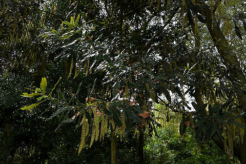Australian Bauple nut tree Growing to 18 metres, the bauple nut tree is a large native rainforest tree native to southern Queensland and northern New South Wales here in Australia. Leaves are leathery, glossy, long and narrow with serrated edges. Come spring and in to summer it produces panicles of creamy/yellow flowers that hang down. These then turn to edible nuts that take up to 9 months to mature. 

Common names also used are macadamia nut, rough shelled Queensland nut, rough shelled bush nut and prickly macadamia. The macadamia is the only Australian native plant that has been commercialised and now grows
in many parts of the world. At one time Bauple Mountain in Queensland was home to the largest natural forest of these trees.


 Australia,Flora,Geotagged,Macadamia tetraphylla,Proteaceae,Proteales,botany,macadamia nut tree,prickly macadamia tree,rough shelled Queensland nut tree,rough shelled bush nut tree,spring,tree