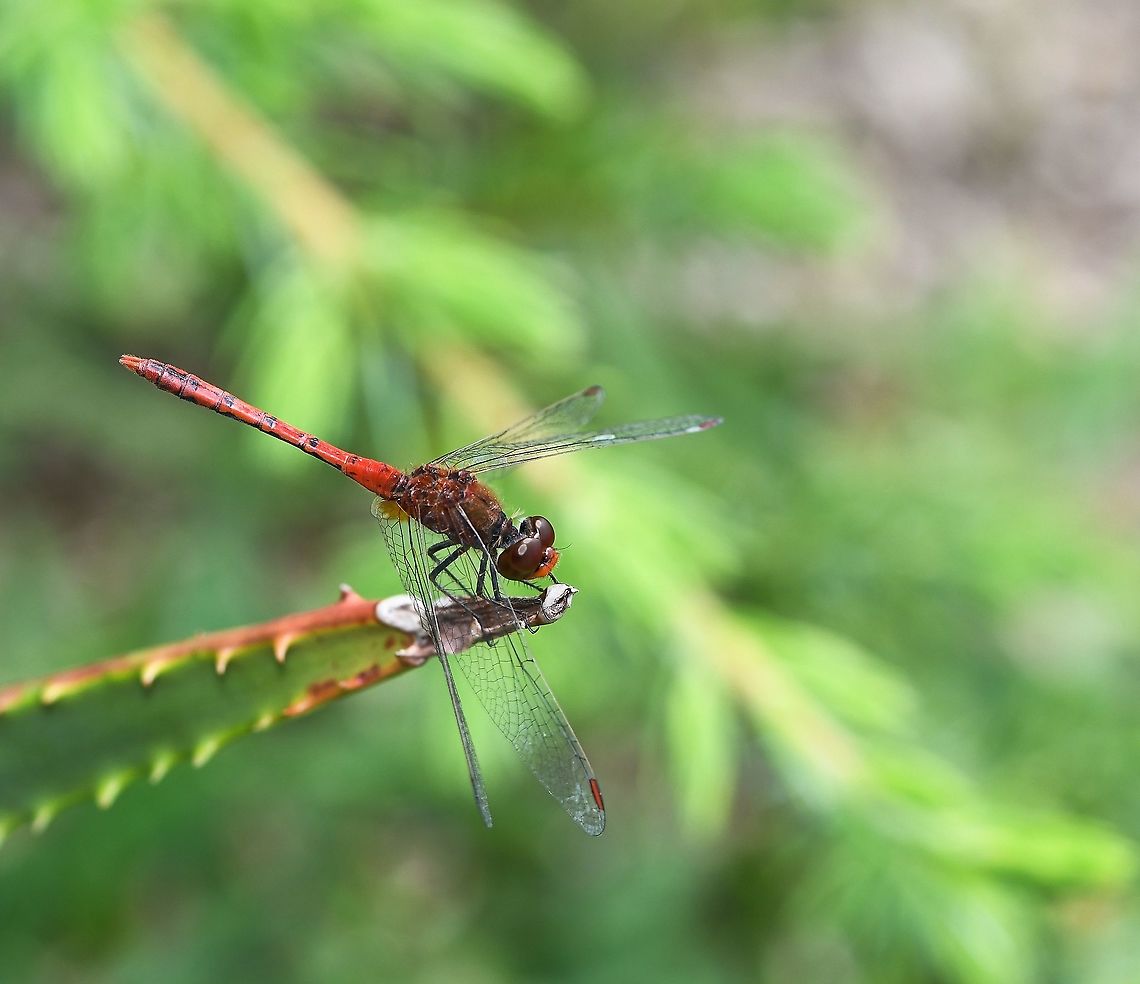 Wandering percher takes five A five second rest for this busy dragonfly, such a lovely red colour to these males. <br />
<br />
Body length 35 mm Australia,Diplacodes bipunctata,Dragonfly,Fall,Geotagged,Libellulidae,Odonata,Wandering Percher,arthropod,autumn,fauna,insect,invertebrate,new south wales