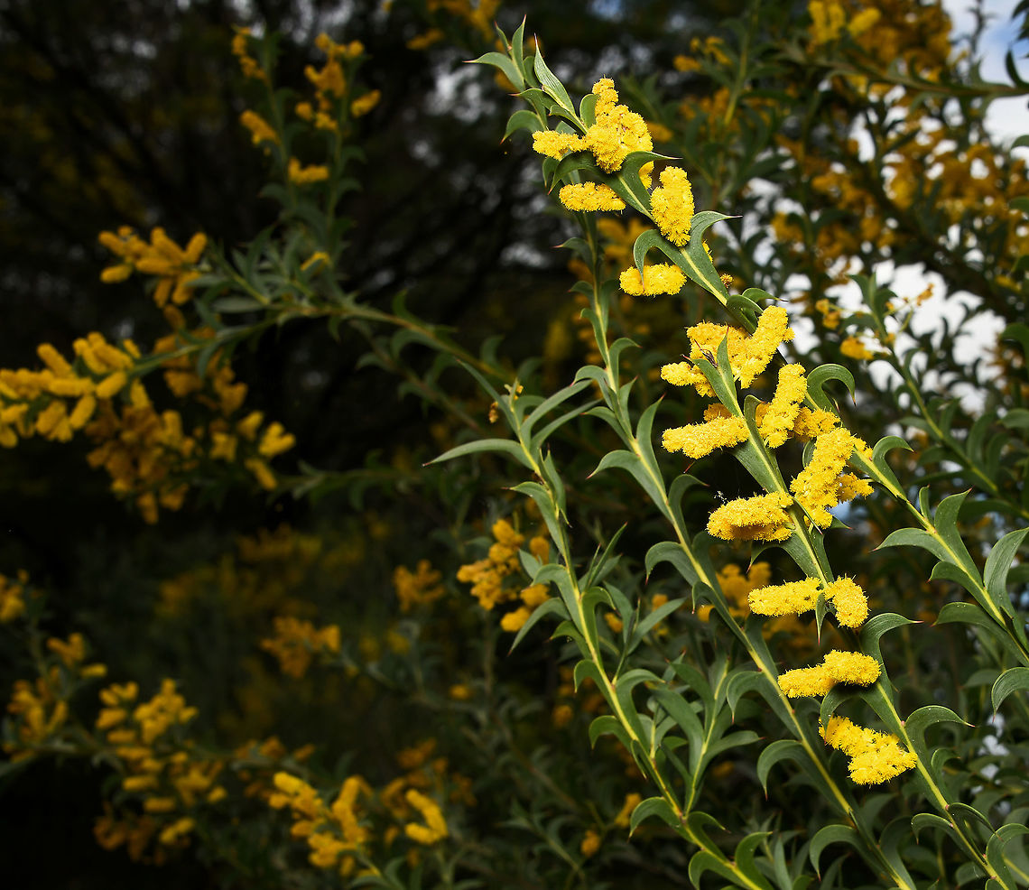 Spurwing wattle Acacia triptera is commonly known as the spurwing wattle and is found in Queensland, NSW and Victoria. The species occurs on sandhills or rocky outcrops in mallee, woodland or heath. Growing into a spreading shrub about 2 m tall and the same width.  Acacia triptera,Australia,Fabaceae,Fabales,Flora,Geotagged,Mimosoideae,Spurwing wattle,botany,new south wales,plant,spring,yellow flowers