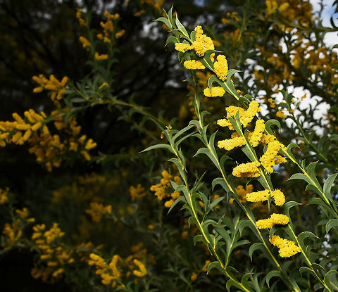 Spurwing wattle Acacia triptera is commonly known as the spurwing wattle and is found in Queensland, NSW and Victoria. The species occurs on sandhills or rocky outcrops in mallee, woodland or heath. Growing into a spreading shrub about 2 m tall and the same width.  Acacia triptera,Australia,Fabaceae,Fabales,Flora,Geotagged,Mimosoideae,Spurwing wattle,botany,new south wales,plant,spring,yellow flowers