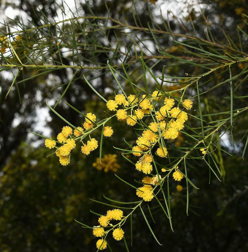 Awl-leaf wattle A New South Wales species of wattle growing into a 4 m tall erect shrub, with spread of 2.5 m. Flowering up to three times a year.  Acacia subulata,Australia,Awl-leaf wattle,Fabaceae,Fabales,Flora,Geotagged,Mimosoideae,botany,new south wales,plant,spring,yellow flowers
