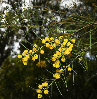 Awl-leaf wattle