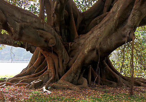 Australian banyan trunk and buttress root detail Also commonly known as Moreton Bay figs, identifiable by their large buttress roots and purple fruits. These grow to be enormous trees up to 60 m - this one estimated to be 35 metres in height. As this is a strangler fig, seed germination usually takes place in the canopy of a host tree and the seedling lives as an epiphyte until its roots establish contact with the ground.

Like all figs, it has an obligate mutualism with fig wasps - figs are only pollinated by fig wasps, and fig wasps can 
only reproduce in fig flowers.

https://www.jungledragon.com/image/71724/moreton_bay_fig.html Australia,Australian banyan,Botany,Buttress roots,Ficus macrophylla,Flora,Geotagged,Moraceae,Moreton Bay fig,Rosales,Spring,Strangler fig,Tree,new south wales