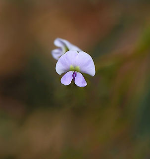 Macro Australian love creeper flower Also known commonly as twining glycine, this is a slender twiner, found in coastal forests, grassland and heath.

The stems and branches are hairy. The dark green leaves consist of 3 short-stemmed leaflets, varying in shape from linear to lanceolate, 1 - 4 cm long and 4 -10 mm wide.

The small pea flowers of 10 mm diameter, vary from pale pink through mauve to pale blue and grow in the upper leaf axils in small loose clusters. Flowering all year. 

 Australia,Australian love creeper,Fabaceae,Fabales,Geotagged,Glycine clandestina,Macro,Purple Flowers,new south wales,spring,twining glycine