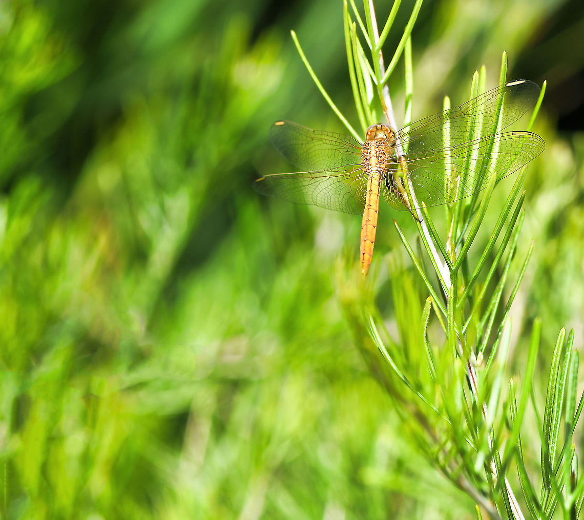 Dreaming of dragons In repose on grevillea pinaster. Female scarlet percher exhibiting sexual dimorphism in regard colouration (males being a vivid red). <br />
<br />
Body length 35 mm.  Australia,Diplacodes haematodes,Dragonfly,Fall,Geotagged,Libellulidae,Macro,Odonata,Scarlet percher,arthropod,autumn,insect,invertebrate,new south wales