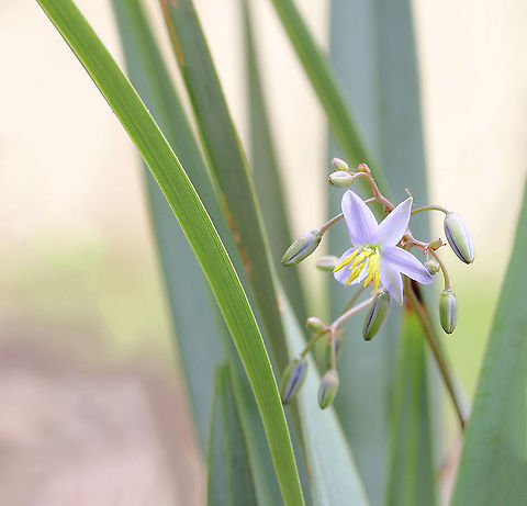 Australian paroo lily A clumping perennial plant, growing up to a metre high and wide. It has sprays of tiny blue/purple flowers in spring and summer, followed by edible bright indigo berries. 

https://www.jungledragon.com/image/72502/blue_flax_lily_berries.html Asparagales,Asphodelaceae,Australia,Blue flax-lily,Blueberry Lily,Dianella caerulea,Geotagged,Macro,New south wales,Paroo Lily,Purple Flowers,Spring,botany,plant