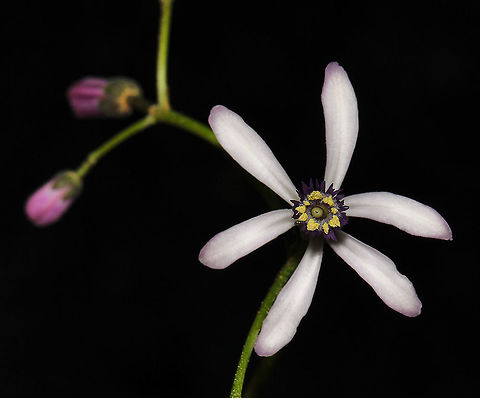 Macro syringa berrytree flower Native to this country and South East Asia. Here, the natural range is from Cooktown in north Queensland down through to the south coast of New South Wales. A deciduous shade tree with a rounded crown, usually reaching 12 m (but some as high as 30 m have been recorded). Width 8 m. 

Flowers are very small at 10 mm diameter with five pale purple/white petals and growing in great swathes of clusters. One can often smell this tree before seeing it, the perfume is heady and (I think) really lovely. Fruits are small, round 15 mm diameter and poisonous to humans and some other mammals but birds are able to eat the fruits. (Some reports suggest that ingesting as few as 6&ndash;8 fruits can be fatal to humans).

https://www.jungledragon.com/image/104045/macro_syringa_berrytree_flowers.html

https://www.jungledragon.com/image/104576/syringa_berrytree.html

https://www.jungledragon.com/image/122366/syringa_berrytree_flowers.html



 Australia,Cape lilac,Chinaberry tree,Geotagged,Macro,Melia azedarach,Meliaceae,Persian lilac,Sapindales,Spring,Tree,bead tree,botany,new south wales,syringa berrytree,tulip cedar tree,white cedar