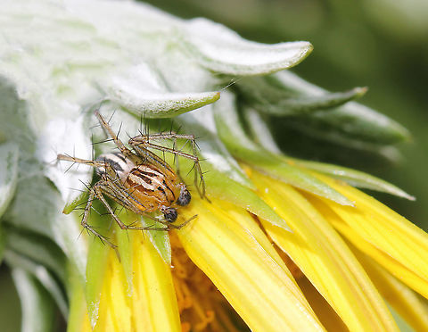 Oxyopes elegans spider on gazania So tiny I almost missed him.

 Male, 5 mm body length Araneae,Australia,Geotagged,Macro,Oxyopes elegans,Oxyopidae,Spring,arthropod,fauna,invertebrate,new south wales,spider