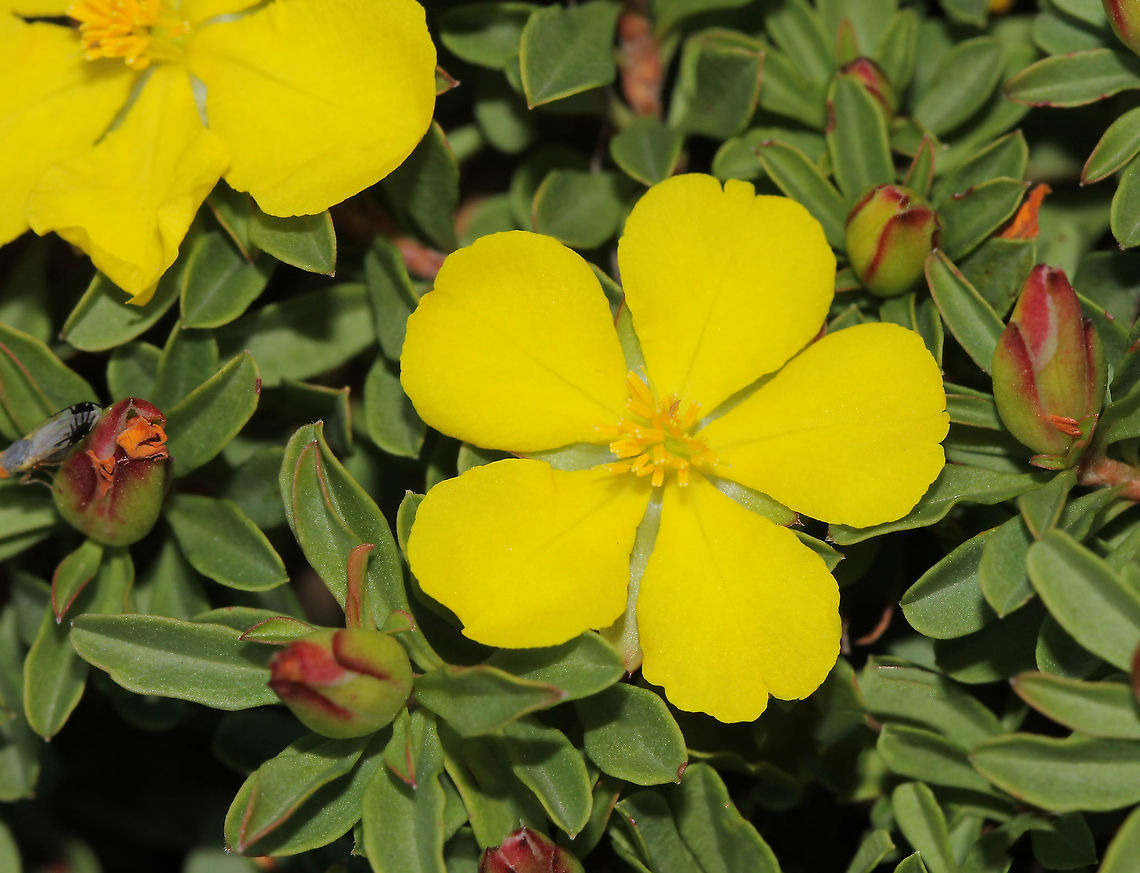 Wedge Guinea flower macro Native to this country, found along the east coast in forests and woodland from south-east Queensland down through New South Wales and on in to eastern Victoria.<br />
<br />
Hibbertia diffusa is a prostrate and suckering shrub. Leaves are 5 - 30 mm long and 3 - 9 mm wide. The yellow flowers are small at 20 mm diameter and occur over a relatively long period in spring and summer. This species is hardy in a range of climates usually forming a compact ground cover up to a metre in diameter. Australia,Dilleniaceae,Dilleniales,Flora,Geotagged,Hibbertia diffusa,Macro,Spring,Wedge Guinea flower,botany,new south wales,plant,yellow flower