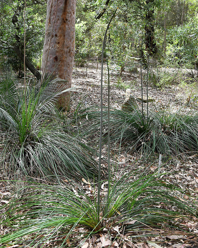 Bottlebrush grass tree Native to this country, growing in sclerophyll forest; north from the Sydney region. Trunk absent; sometimes branched below ground. Crowns are in a loosely upright or deflexed tuft. Leaves 3 mm width with a sandpaper texture. Scape 1&ndash;1.5 m height, 4&ndash;5 mm diameter, spike 5 &ndash;13 cm long. The plant has yellow flowers resembling those of Banksia or Bottlebrush, around 10 cm long (immature flower heads seen atop spikes at front of this grouping). Asparagales,Asphodelaceae,Australia,Bottlebrush grass tree,Flora,Geotagged,Winter,Xanthorrhoea macronema,botany,bottlebrush grass tree,new south wales,plant