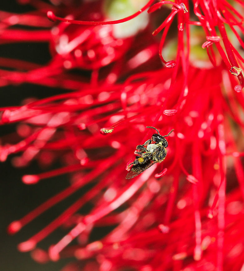 Australian stingless micro bee It may be incredibly tiny, but this native bee together with its kin flying around my bottlebrush plants yesterday brought me a huge amount of joy. <br />
<br />
These past few years I've been working hard in the gardens removing lawns, making fresh beds and any new plants brought in have been almost all Australian natives, specific to my area. <br />
<br />
With loss of habitat, insecticides, disease and non-native competitors to contend with, our native bees need all the help they can get.<br />
<br />
This was my first time trying to photograph these tiny, erratically flying characters - I certainly have deep respect for those people who have produced superb images I've seen during my research and reading! <br />
<br />
4 mm length <br />
 Apidae,Australia,Geotagged,Hymenoptera,Macro,Spring,Tetragonula carbonaria,arthropod,charcoal stingless bee,fauna,insect,invertebrate,micro bee,new south wales,stingless bee,sugarbag bee