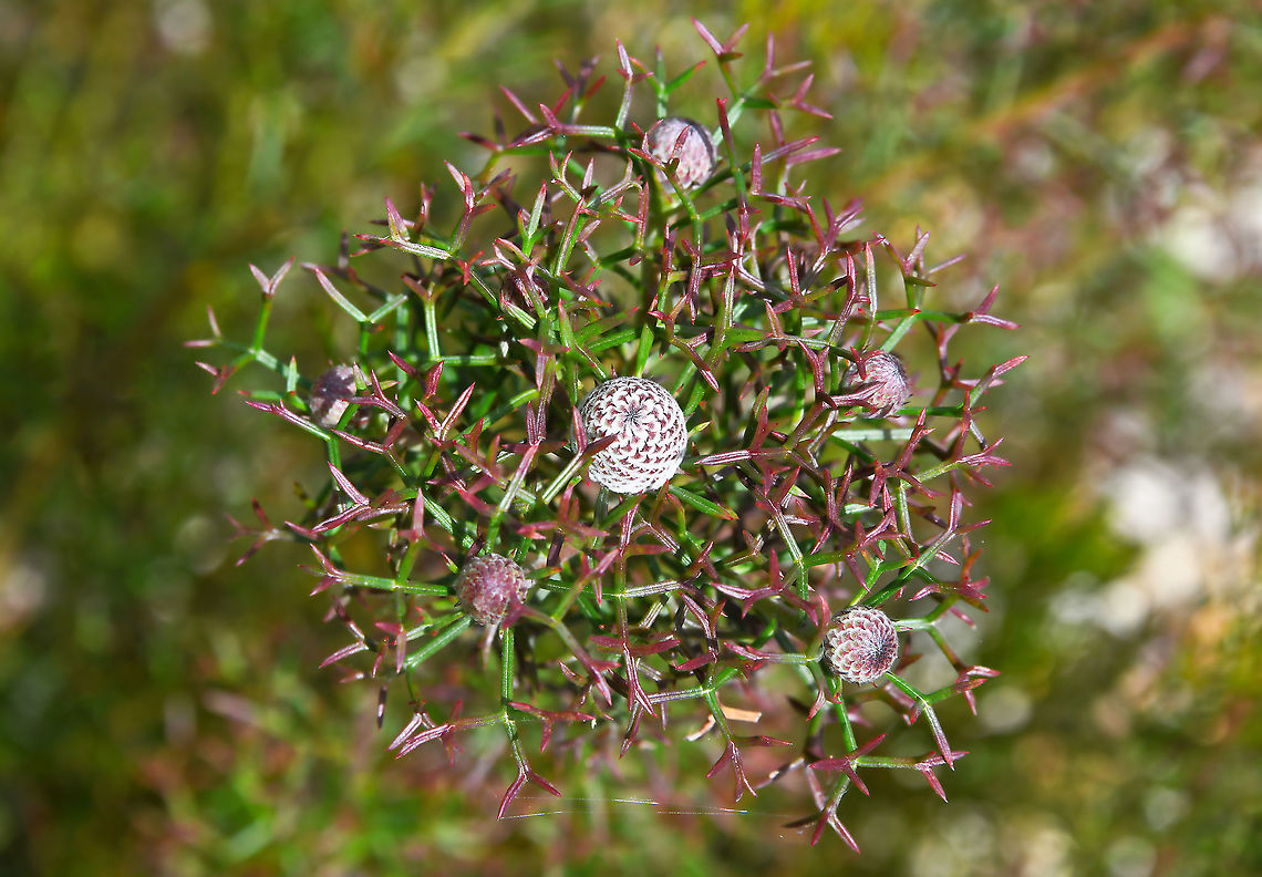 Isopogon in bud Isopogon is a genus of around 35 species, only occurring here in Australia, found in the southern half of the continent in temperate regions. Western Australia contains most of the species in a natural habitat. Most are small to medium sized shrubs having flower clusters arranged in globular heads. The fruits are also globular in shape giving rise to the common name of 'drumsticks'. <br />
<br />
The foliage is unique and visually interesting I think.  Australia,Flora,Geotagged,Isopogon,Proteaceae,Proteales,botany,new south wales,plant,spring