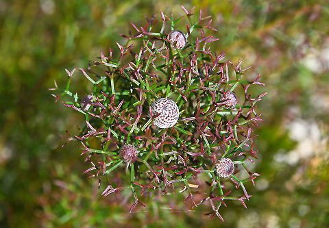 Isopogon in bud Isopogon is a genus of around 35 species, only occurring here in Australia, found in the southern half of the continent in temperate regions. Western Australia contains most of the species in a natural habitat. Most are small to medium sized shrubs having flower clusters arranged in globular heads. The fruits are also globular in shape giving rise to the common name of 'drumsticks'. 

The foliage is unique and visually interesting I think.  Australia,Flora,Geotagged,Isopogon,Proteaceae,Proteales,botany,new south wales,plant,spring