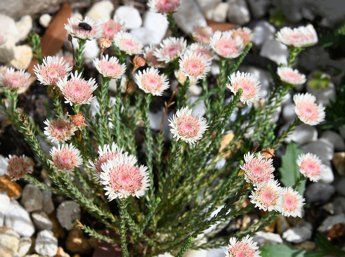 Australian Albany daisy Actinodium is a genus of only two species both occurring naturally only in south Western Australia. Both species have similar flowers which are superficially similar to daisies. However, the genus is not a daisy and it is a member of the myrtle family. <br />
<br />
A small shrub to about 0.5 m with small leaves about 5 mm long. The flower heads occur mainly in spring and are about 40 mm diameter. The heads consist of clusters of small, pink, fertile flowers in the centre surrounded by white, strap-like and sterile flowers around the circumference. Actinodium,Actinodium cunninghamii,Albany daisy,Australia,Flora,Geotagged,Myrtaceae,Myrtales,Pink Flowers,botany,new south wales,plant,spring