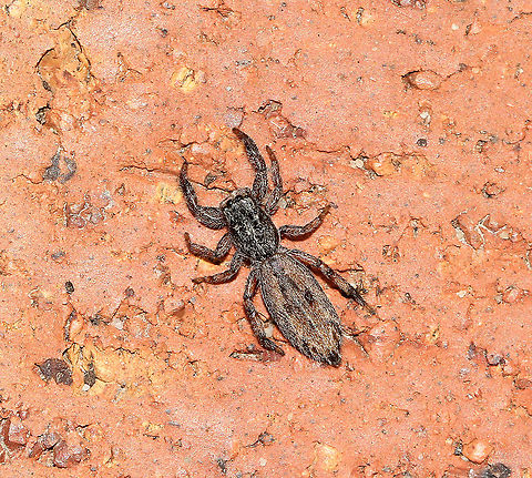 Holoplatys jumping spider Spiders within genus Holoplatys are small, with bodies adapted for entering cracks and folds in tree bark. The long, slender and flat form is adapted to the surroundings. 

There are 36 species known to science within this genus - flat jumping spiders present identification challenges in the field. Location is unreliable as many specimens only have records from cities, suggesting human-aided dispersal. (Robert Whyte & Greg Anderson, Field Guide to Spiders of Australia 2018).

Female 8 mm length Araneae,Australia,Geotagged,Holoplatys,Jumping Spider,Macro,Salticidae,Spring,arachnid,arthropod,fauna,invertebrate,new south wales