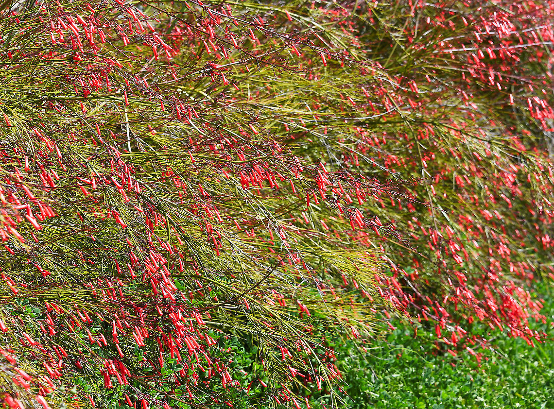 Coral fountain plant Also commonly known as fountain bush and firecracker plant. Native to Mexico and Guatemala, an ornamental shrub with slender, wispy stems spilling out like a fountain covered with bright coral-red tubular flowers. Foliage is insignificant compared to the flowers. Stems are up to 1.5 m in length. Usually summer flowering, it flowers almost continually in these warmer climes of Australia. <br />
<br />
<figure class="photo"><a href="https://www.jungledragon.com/image/114195/coral_fountain_bush.html" title="Coral fountain bush"><img src="https://s3.amazonaws.com/media.jungledragon.com/images/3314/114195_thumb.jpg?AWSAccessKeyId=05GMT0V3GWVNE7GGM1R2&Expires=1767225610&Signature=w92cYYJDezMNaN2JjrsE73xg6pE%3D" width="200" height="192" alt="Coral fountain bush Also commonly known as fountain bush and firecracker plant. Native to Mexico and Guatemala, an ornamental shrub with slender, wispy stems spilling out like a fountain covered with bright coral-red tubular flowers. Foliage is insignificant compared to the flowers. Stems are up to 1.5 m in length. Usually summer flowering, it flowers almost continually in these warmer climes of Australia.<br />
<br />
https://www.jungledragon.com/image/102843/coral_fountain_plant.html Australia,Firecracker Plant,Flora,Geotagged,Lamiales,Plantaginaceae,Russelia equisetiformis,Spring,botany,coral fountain bush,firecracker plant,fountainbush,new south wales,red flowers" /></a></figure> Australia,Flora,Geotagged,Lamiales,Plantaginaceae,Russelia equisetiformis,Spring,botany,coral fountain bush,firecracker plant,fountain bush,new south wales,plant,red flowers