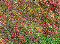 Coral fountain plant Also commonly known as fountain bush and firecracker plant. Native to Mexico and Guatemala, an ornamental shrub with slender, wispy stems spilling out like a fountain covered with bright coral-red tubular flowers. Foliage is insignificant compared to the flowers. Stems are up to 1.5 m in length. Usually summer flowering, it flowers almost continually in these warmer climes of Australia. <br />
<br />
https://www.jungledragon.com/image/114195/coral_fountain_bush.html Australia,Flora,Geotagged,Lamiales,Plantaginaceae,Russelia equisetiformis,Spring,botany,coral fountain bush,firecracker plant,fountain bush,new south wales,plant,red flowers