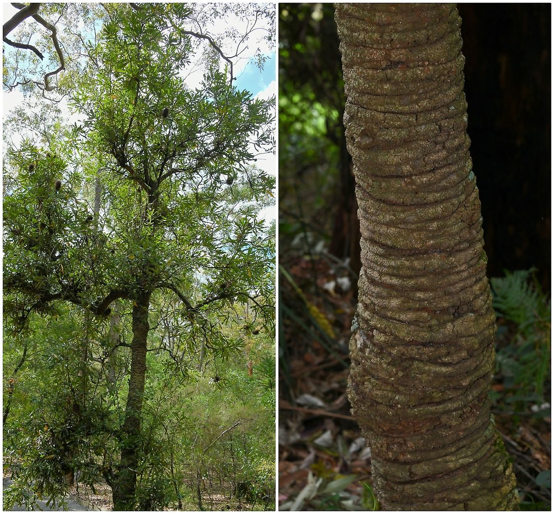 Banksia serrata Banksia serrata is a widespread species in eastern Australia, growing in open forests of the coasts and mountains of Tasmania, Victoria, New South Wales and Queensland.<br />
<br />
In favourable conditions, this tree may reach 15 m in height. The thick rough bark allows it to regenerate by sending out epicormic shoots from beneath the bark a week or so after a fire has passed. The flower spikes are about 100 mm wide by about 120 mm long. They are usually cream in colour and are followed by seed cones with large protruding follicles. The leaves are large and stiff with serrated edges. Australia,Banksia serrata,Flora,Geotagged,Proteaceae,Proteales,Saw banksia,botany,new south wales,old man banksia,plant,red honeysuckle,saw banksia,saw-tooth banksia,spring,tree,wiriyagan
