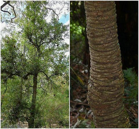 Banksia serrata Banksia serrata is a widespread species in eastern Australia, growing in open forests of the coasts and mountains of Tasmania, Victoria, New South Wales and Queensland.

In favourable conditions, this tree may reach 15 m in height. The thick rough bark allows it to regenerate by sending out epicormic shoots from beneath the bark a week or so after a fire has passed. The flower spikes are about 100 mm wide by about 120 mm long. They are usually cream in colour and are followed by seed cones with large protruding follicles. The leaves are large and stiff with serrated edges. Australia,Banksia serrata,Flora,Geotagged,Proteaceae,Proteales,Saw banksia,botany,new south wales,old man banksia,plant,red honeysuckle,saw banksia,saw-tooth banksia,spring,tree,wiriyagan