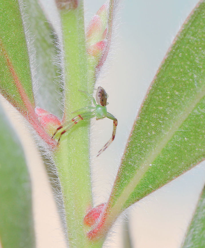Lime green and looking for love A miniscule male crab spider, looking for the ladies. He's on a Callistemon bush.  <br />
<br />
Male 4 mm body length<br />
<br />
NB. January 19, 2021...this has been identified as Tharrhalea pulleinei.  Araneae,Australia,Crab spider,Flower Spider,Geotagged,Macro,Spring,Tharrhalea pulleinei,Thomisidae,arachnid,fauna,invertebrate,new south wales,spider
