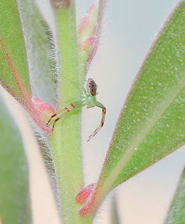 Lime green and looking for love A miniscule male crab spider, looking for the ladies. He's on a Callistemon bush.  

Male 4 mm body length

NB. January 19, 2021...this has been identified as Tharrhalea pulleinei.  Araneae,Australia,Crab spider,Flower Spider,Geotagged,Macro,Spring,Tharrhalea pulleinei,Thomisidae,arachnid,fauna,invertebrate,new south wales,spider