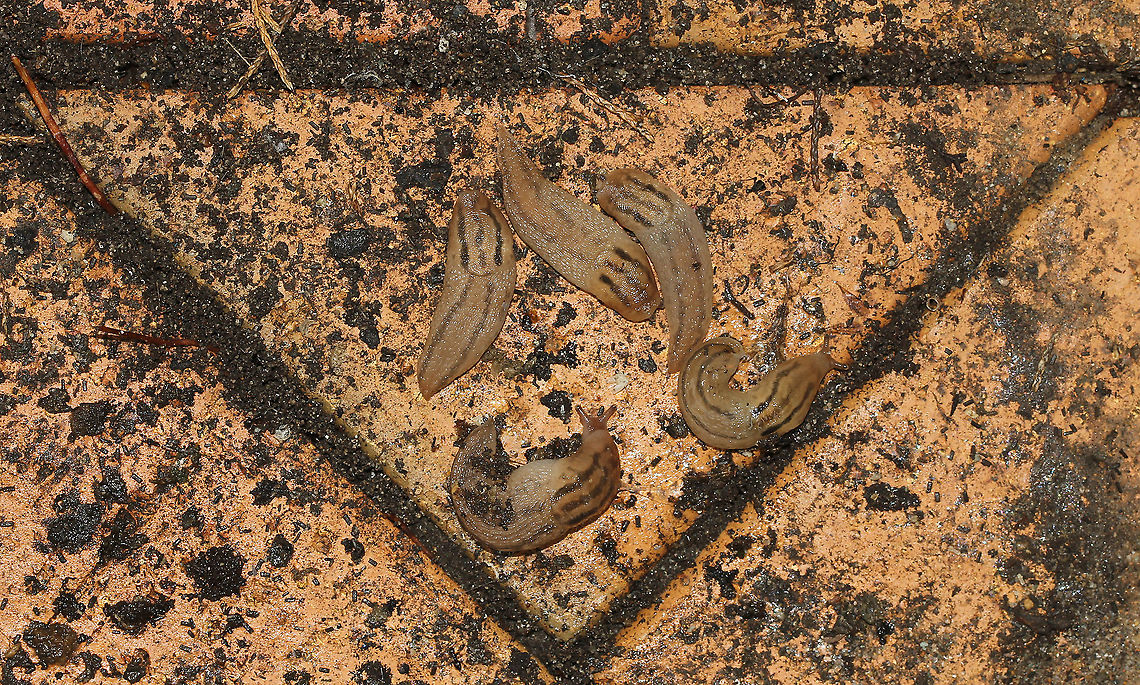 Slug Bermuda Triangle I moved a plant pot recently in my garden, to discover this slug group, perfectly positioned within a triangle of tiling. <br />
This species is native to Europe and has been accidentally introduced here to Australia, first recorded in 1881.  <br />
<br />
40 mm x 10 mm Australia,Gastropoda,Geotagged,Lehmannia nyctelia,Limacidae,Mollusca,Spring,fauna,keelback slug,new south wales,terrestrial slug