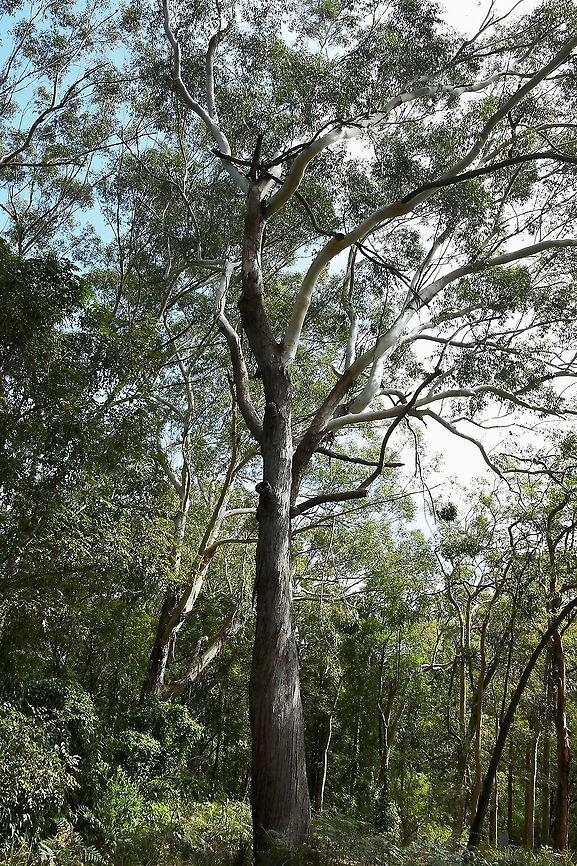 Blackbutt Eucalyptus pilularis grows naturally along the New South Wales east coast and ranges within wet sclerophyll or grassy coastal forests. Growing to an impressive 70 m and living in excess of 200  years.<br />
<br />
The trunk has a thick stocking of permanent bark often spreading to the first lower limbs while upper branches are smooth and pale in colour. The base of the tree is often fire scarred, hence the common name.<br />
<br />
 Leaves are thick in texture and taper to a fine point. They range from 9 &ndash; 16 cm long and 1.5 &ndash; 3 cm in width. Flowering occurs between July and January but not reliably every year. Fruits are woody, thick globular capsules. <br />
<br />
Nectar and pollen highly sort after by fauna when the tree is in flower. Older trees form magnificent fauna refuges. Smooth sections of trunk are often scarred by scribbly gum moth larvae. Seed is readily sought after by the<br />
local endangered populations  of gang-gang Cockatoos.   Australia,Blackbutt,Eucalyptus pilularis,Flora,Geotagged,Myrtaceae,Myrtales,blackbutt,botany,new south wales,spring,tree