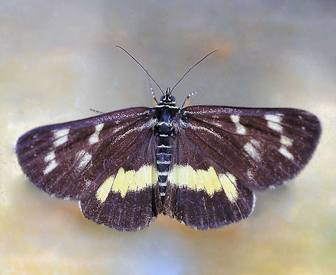 Forest day-moth Wingspan of 5 cm.  Agaristinae,Australia,Cruria synopla,Forest Day-moth,Geotagged,Lepidoptera,Macro,Moth,Noctuidae,Spring,arthropod,fauna,insect,invertebrate,new south wales