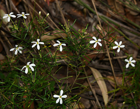 Australian wedding bush Wedding bush is the most widespread member of the genus Ricinocarpos (which contains 15 species) and can be seen within coastal heath and woodland along our east coast when it is in flower during spring. It is usually found on sand dunes or on sandstone-derived soils.

A small to medium shrub, rarely exceeding 1.5 m in height with narrow, linear leaves about 30 - 40 mm long. The pure white male and female flowers are about 25 mm diameter. The flowers are similar in shape but the male flowers can be distinguished by the mass of yellow stamens. I counted on average, one female flower to up to slx male flowers. The flowers are followed by the fruit, which is a rough, globular capsule which splits when ripe to release 5 shiny seeds. Australia,Australian wedding bush,Euphorbiaceae,Flora,Geotagged,Malpighiales,Ricinocarpos pinifolius,botany,new south wales,plant,spring,white flowers