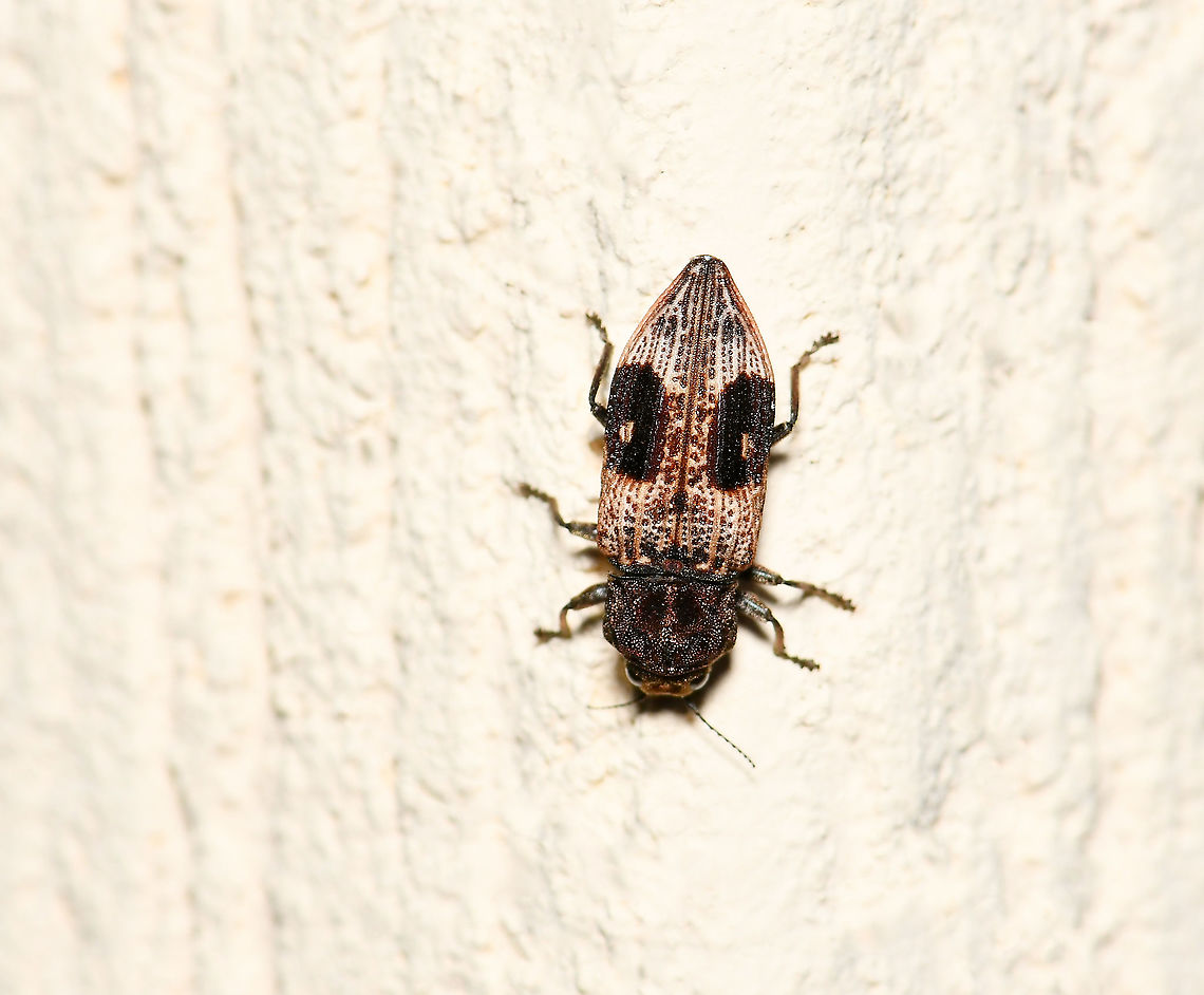 Jewel beetle Nascio vetusta Another curious garden wall sighting - a jewel beetle in family Buprestidae. These beetles have been observed feeding on plants within Myrtaceae and Xanthorrhoeaceae. <br />
<br />
15 mm length Australia,Buprestidae,Coleoptera,Geotagged,Jewel beetle,Macro,Nascio vetusta,Nascionina,Nascionini,Spring,arthropod,fauna,insect,invertebrate,new south wales