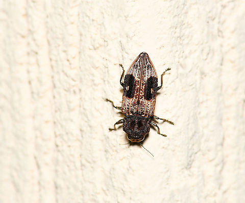 Jewel beetle Nascio vetusta Another curious garden wall sighting - a jewel beetle in family Buprestidae. These beetles have been observed feeding on plants within Myrtaceae and Xanthorrhoeaceae.
15 mm length Australia,Buprestidae,Coleoptera,Geotagged,Jewel beetle,Macro,Nascio vetusta,Nascionina,Nascionini,Spring,arthropod,fauna,insect,invertebrate,new south wales
