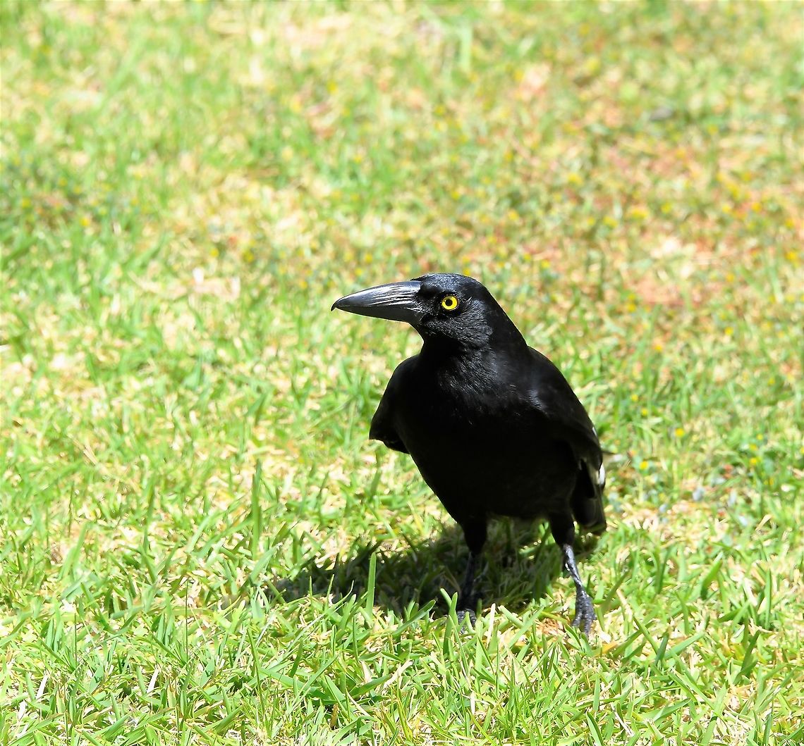 Pied currawong The currawong is a large, mostly black bird, with a piercingly bright, yellow eye. Small patches of white are confined to the under tail, the tips and bases of the tail feathers and a small patch towards the tip of each wing (one can see them best when the bird is in flight). The bill is large and black and the legs are dark grey-black. Both sexes are similar.<br />
<br />
These birds feed on a variety of foods including small lizards, insects, caterpillars and berries. They also take small and young birds - and I have noticed in my gardens that when the currawongs are around, the smaller birds become scarce.<br />
<br />
Found throughout the east of this country, from northern Queensland down to Victoria. They prefer forests and woodlands and have become well adapted to suburban areas.<br />
<br />
Common name include crow-shrike and bell-magpie. I love their song, uniquely Australian and also their undulating flight. When on the ground, they have a funny, two-footed hopping gait and continuously turn their heads left and right looking for potential threats.<br />
<br />
50 cm length<br />
<br />
<section class="video"><iframe width="448" height="282" src="https://www.youtube-nocookie.com/embed/otZGQTk0Toc?hd=1&autoplay=0&rel=0" frameborder="0" allowfullscreen></iframe></section> Artamidae,Australia,Aves,Geotagged,Passeriformes,Pied Currawong,Spring,Strepera graculina,bird,fauna,new south wales,vertebrate