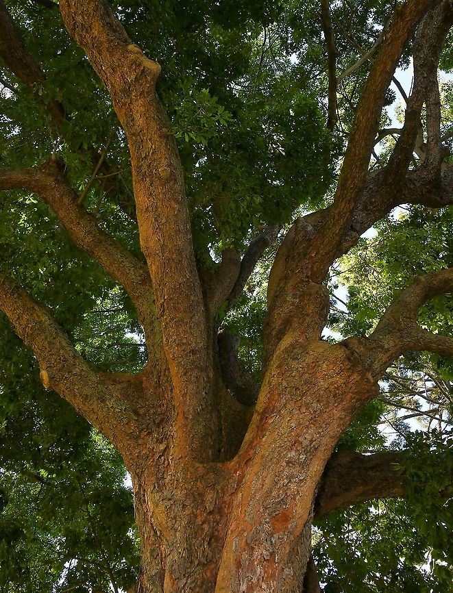 Australian black booyong A buttressed rainforest tree native to this country on the east coast. It has palmate leaves with about seven leaflets that have wavy edges. The tree produces sprays of small white flowers in autumn, followed by winged seeds. The heartwood is pink-brown.<br />
<br />
Growing to 25 m Argyrodendron actinophyllum,Australia,Flora,Geotagged,Mackay tulip oak,Malvaceae,Malvales,Tree,Winter,black booyong,blackjack,blush tulip oak,botany,crowsfoot elm,new south wales