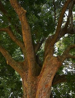 Australian black booyong A buttressed rainforest tree native to this country on the east coast. It has palmate leaves with about seven leaflets that have wavy edges. The tree produces sprays of small white flowers in autumn, followed by winged seeds. The heartwood is pink-brown.

Growing to 25 m Argyrodendron actinophyllum,Australia,Flora,Geotagged,Mackay tulip oak,Malvaceae,Malvales,Tree,Winter,black booyong,blackjack,blush tulip oak,botany,crowsfoot elm,new south wales