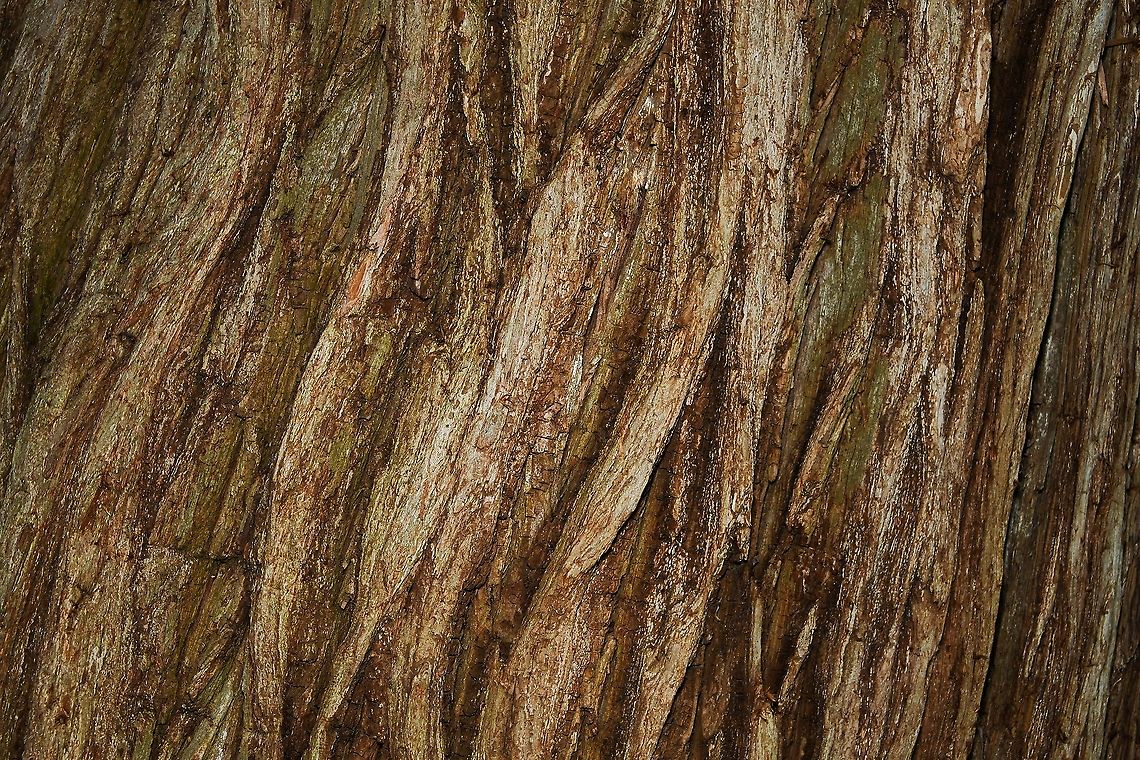 Montezuma cypress bark detail Native to Mexico and Guatemala, in its natural habitat, a tree that is always associated with swamps, streams or springs. A large tree, growing to 40 m.  Ahuehuete,Australia,Cupressaceae,Flora,Geotagged,Montezuma Cypress,Montezuma bald cypress,Montezuma cypress,Pinales,Taxodium mucronatum,Tree,Winter,botany,tree bark