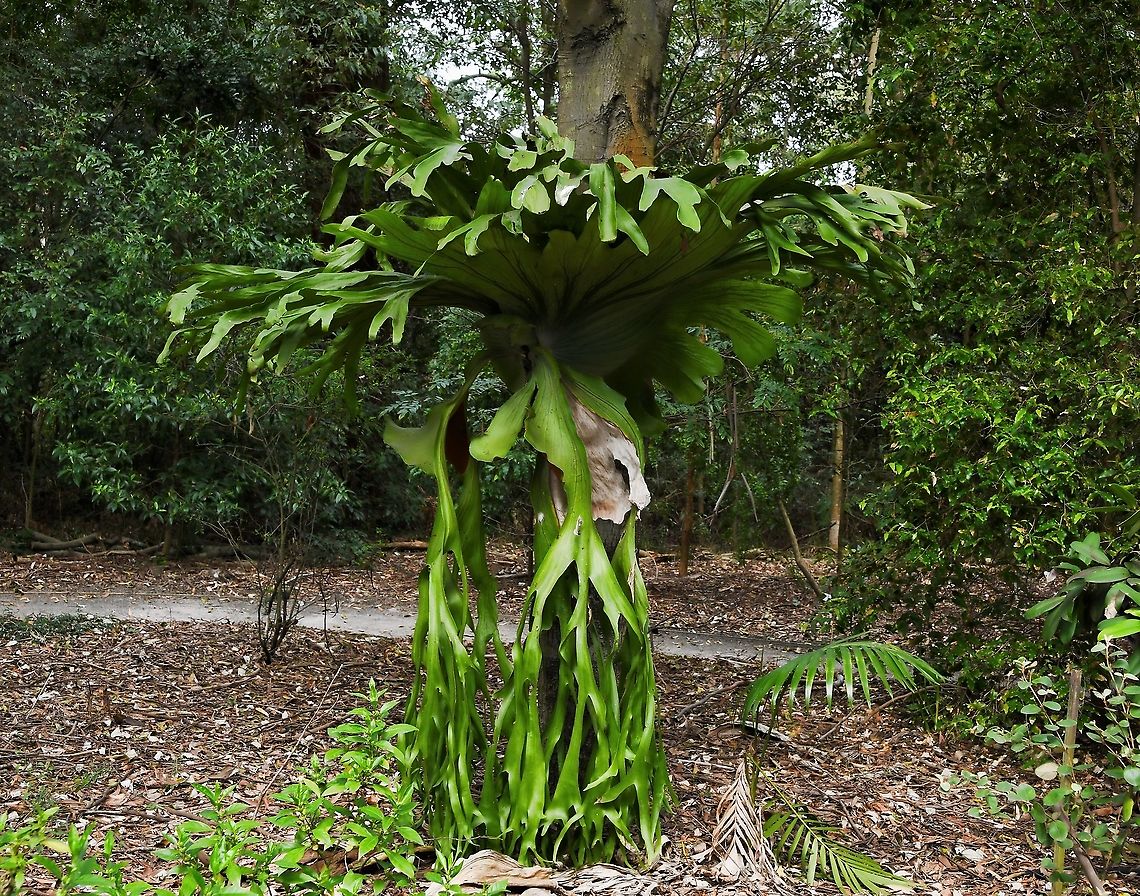 Staghorn fern Platycerium is a genus of about 18 species of ferns, four of which occur here in eastern Australia. <br />
<br />
Staghorns are generally epiphytic (growing on trees), or occasionally lithophytic (growing on rocks). These ferns have broad nest fronds, or sterile fronds which grow and embrace the host and form a humus-collecting bowl, which can reach impressive dimensions of 1 metre or more across. Australia,Flora,Geotagged,Platycerium superbum,Polypodiaceae,Polypodiales,Staghorn fern,botany,new south wales,plant,spring