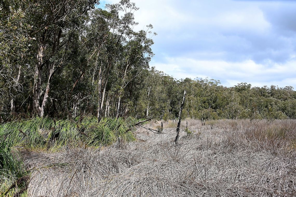 Australian forest/wetland environment Looking rather dry when I visited this area - a year since our extreme temperatures began and a summer we would all like to forget. <br />
<br />
These wetlands usually support a succession of plants from the deepest water to the damp edge. In the deepest parts are tall clumps of spike rush (Eleocharis sphacelata), Lepironia articulata, and sword grass (Gahnia sieberiana), while in the shallower waters the water ribbons (Triglochin procerum) grow, whilst near the edge are thick masses of Gahnia clarkei. <br />
<br />
In the damp peaty sand above the normal water level are the ferns Blechnum indicum and Gleichenia species and the large leafed Banksia robor, and the soft green masses of curly Baloskion tetraphyllum, (syn. Restio tetraphyllus). <br />
<br />
Also around the wetland edges are swamp mahogany (Eucalyptus robusta) and the broad-leafed paperbark (Melaleuca quinquinervia), as well as the shrubby species Banksia spinulosa, Leptospermun juniperinum and Callistemon citrinus. The swamp mahogany trees are an important food source for the local koala population. <br />
<br />
<br />
Australia,Forest,Geotagged,environment,landscape,new south wales,scenery,spring,wetland