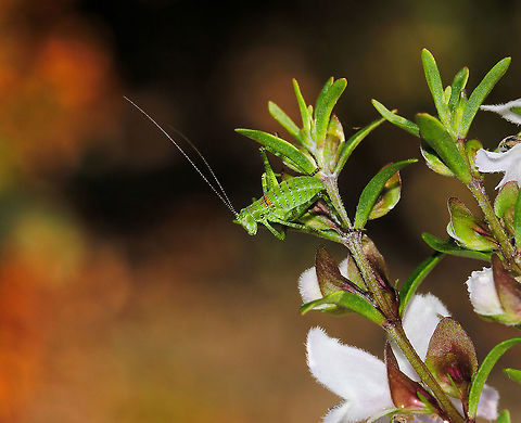 Katydid nymph looking to leap Katydid nymph a moment before jumping away. Beautiful black dot design on that vibrant green. 

Seen here on native Prostanthera lasianthes x phylicifolia

15 mm body length Australia,Caedicia simplex,Geotagged,Macro,Orthoptera,Spring,Tettigoniidae,arthropod,fauna,insect,invertebrate,katydid,katydid nymph,new south wales